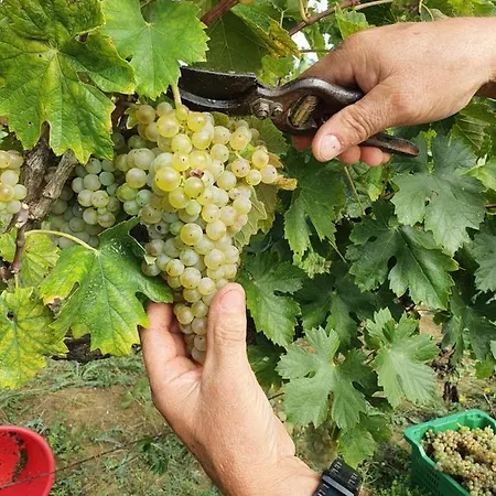Tenuta I Lecci Farma *