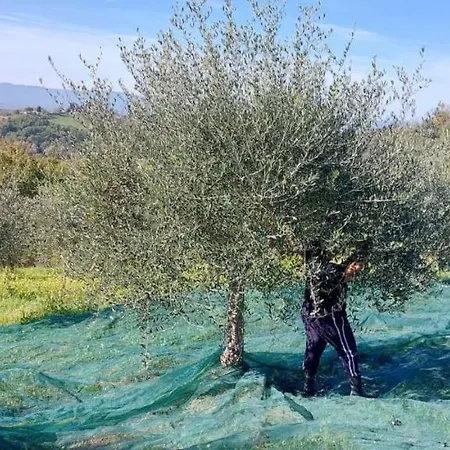 Tenuta I Lecci Farma Terranuova Bracciolini